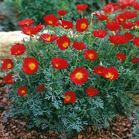 اشولزیا (شقایق کالیفرنیا یا لاله باغی )